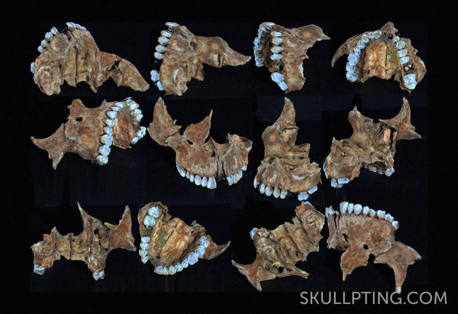 3D scan from the upper jaw. Made by M.H. Sepers, 4D - Research Lab.