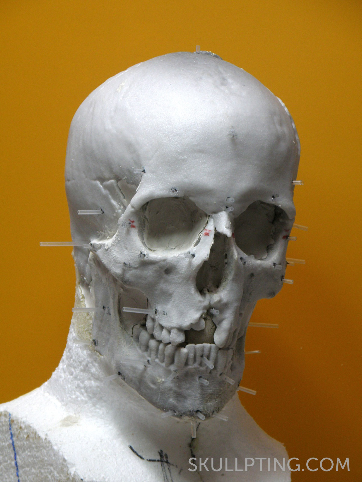 Copy of the skull